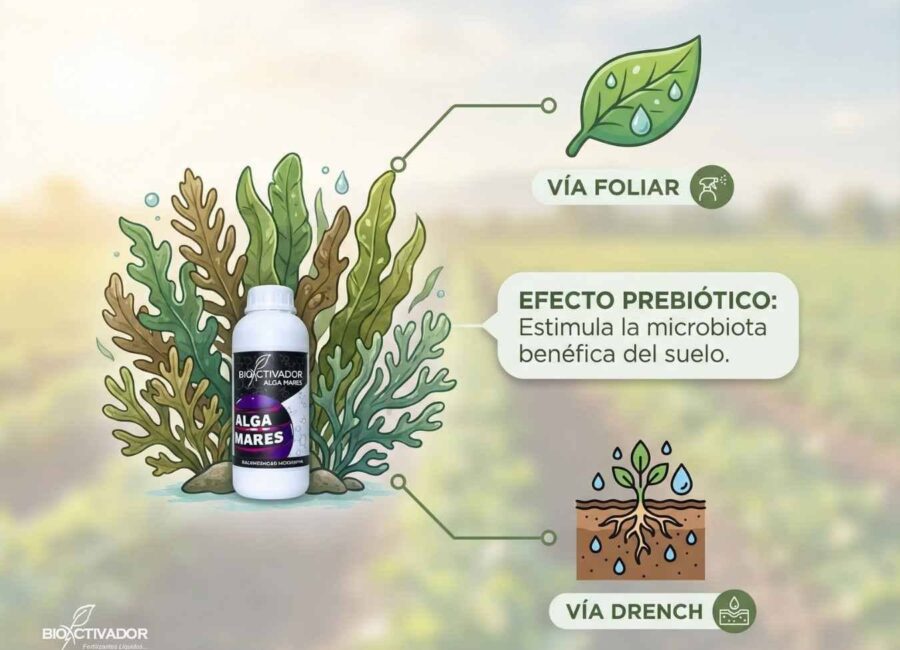 Infografía de los beneficios de las Algas Marinas (Alga Mares) en la recuperación de suelos: detalle del efecto prebiótico que estimula la microbiota benéfica mediante aplicación en drench, además de su uso foliar.
