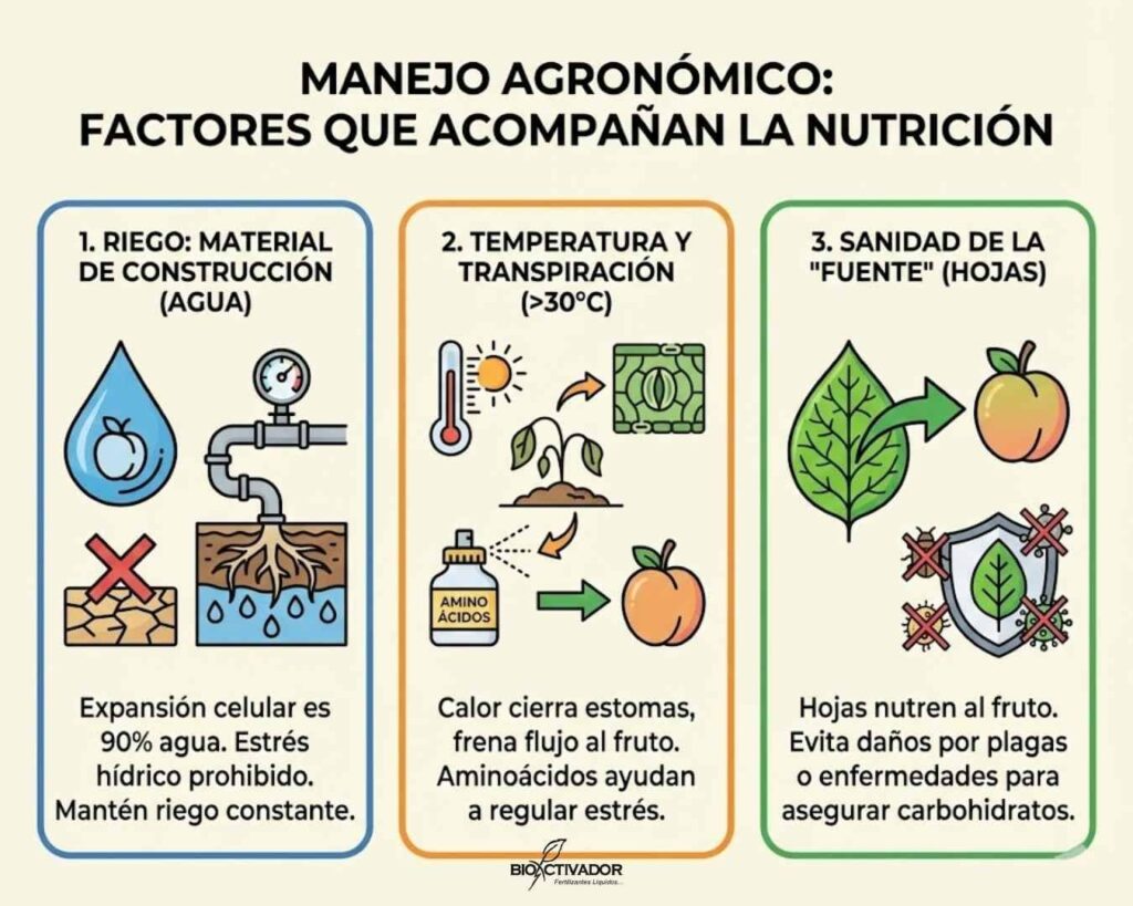 Factores agronómicos que limitan el desarrollo de fruto: estrés hídrico (riego), altas temperaturas (cierre de estomas) y sanidad foliar (fotosíntesis).