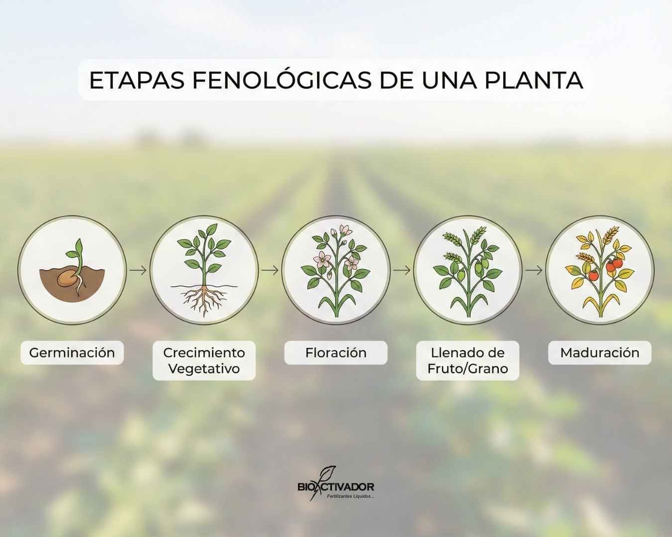 Infografía lineal que ilustra las 5 etapas fenológicas clave de un cultivo agrícola: Germinación, Crecimiento Vegetativo, Floración, Llenado de Fruto y Maduración.