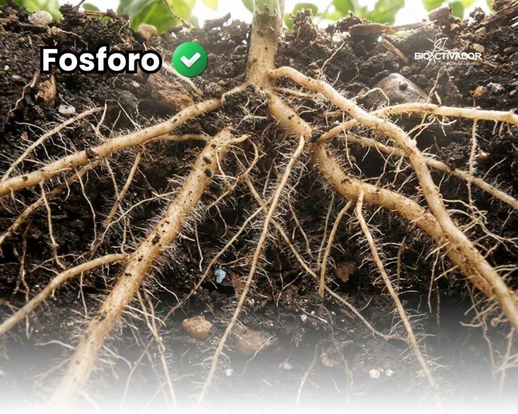 Primer plano de un sistema radicular masivo con abundantes pelos absorbentes blancos en el suelo, demostrando el enraizamiento vigoroso que se logra al complementar la nutrición base con fósforo foliar.
