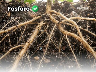 Primer plano de un sistema radicular masivo con abundantes pelos absorbentes blancos en el suelo, demostrando el enraizamiento vigoroso que se logra al complementar la nutrición base con fósforo foliar.