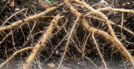 Primer plano de un sistema radicular masivo con abundantes pelos absorbentes blancos en el suelo, demostrando el enraizamiento vigoroso que se logra al complementar la nutrición base con fósforo foliar.