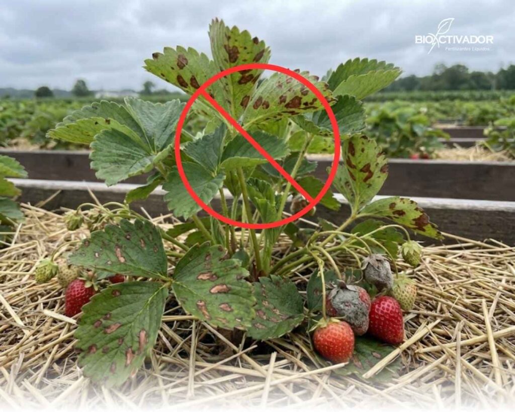 Planta de fresa con síntomas graves de hongos patogénicos (manchas y pudrición) tachada con un símbolo rojo de prohibición, ilustrando el objetivo de la prevención de patógenos agrícolas.