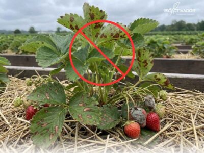 Planta de fresa con síntomas graves de hongos patogénicos (manchas y pudrición) tachada con un símbolo rojo de prohibición, ilustrando el objetivo de la prevención de patógenos agrícolas.