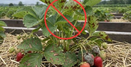 Planta de fresa con síntomas graves de hongos patogénicos (manchas y pudrición) tachada con un símbolo rojo de prohibición, ilustrando el objetivo de la prevención de patógenos agrícolas.