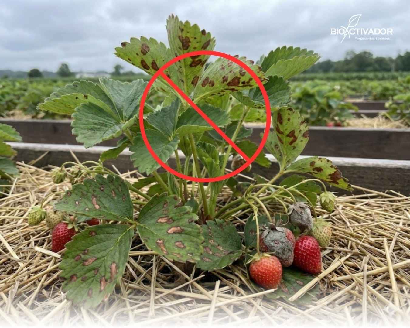 Planta de fresa con síntomas graves de hongos patogénicos (manchas y pudrición) tachada con un símbolo rojo de prohibición, ilustrando el objetivo de la prevención de patógenos agrícolas.