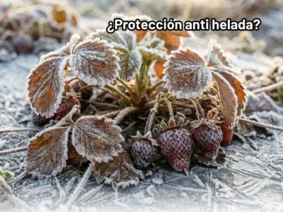Campo de cultivo cubierto de escarcha blanca y hielo debido a una helada intensa al amanecer, demostrando la necesidad de aplicar un antihelada agrícola para evitar el riesgo de pérdida de cosecha.