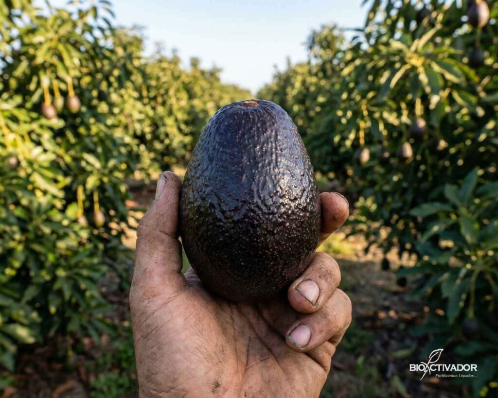 Primer plano de mano de agricultor sosteniendo un fruto de Palto Hass (Aguacate) de calidad de exportación, mostrando excelente calibre y sanidad como resultado de una nutrición balanceada.