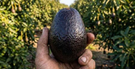 Primer plano de mano de agricultor sosteniendo un fruto de Palto Hass (Aguacate) de calidad de exportación, mostrando excelente calibre y sanidad como resultado de una nutrición balanceada.