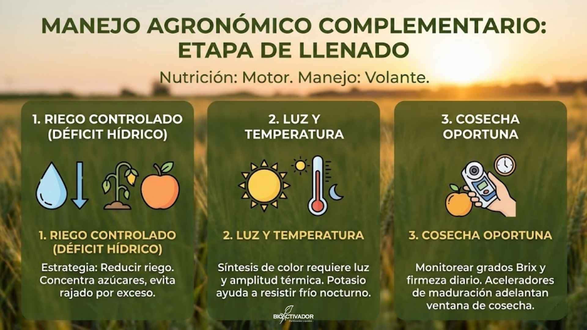 Infografía de manejo agronómico complementario en etapa de llenado: estrategias de riego controlado (déficit hídrico para concentrar azúcares), influencia de la luz y temperatura en el color, y monitoreo de grados Brix para una cosecha oportuna.