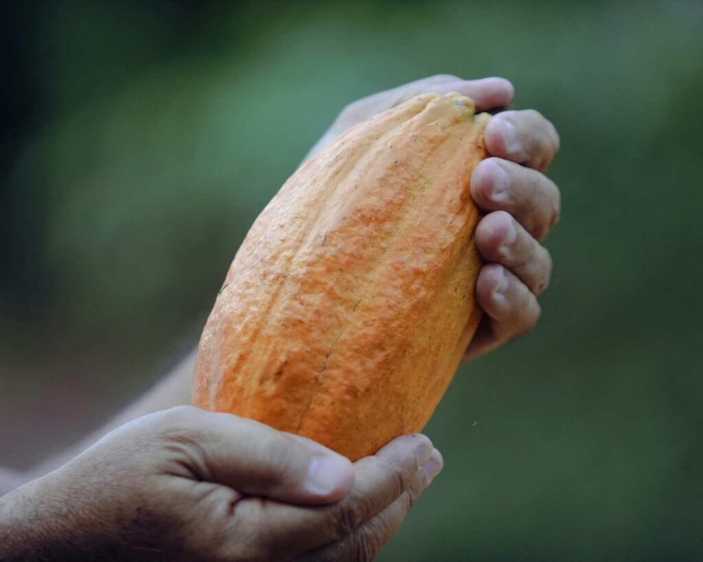 Primer plano de manos de agricultor sosteniendo una mazorca de cacao madura, de color naranja vibrante y gran tamaño, representando una cosecha de alta calidad con excelente llenado de grano.