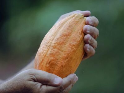 Primer plano de manos de agricultor sosteniendo una mazorca de cacao madura, de color naranja vibrante y gran tamaño, representando una cosecha de alta calidad con excelente llenado de grano.