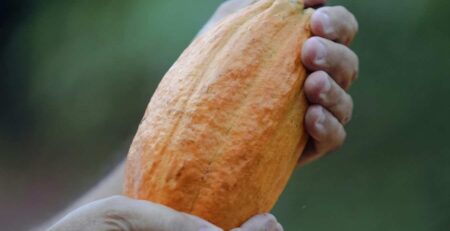 Primer plano de manos de agricultor sosteniendo una mazorca de cacao madura, de color naranja vibrante y gran tamaño, representando una cosecha de alta calidad con excelente llenado de grano.