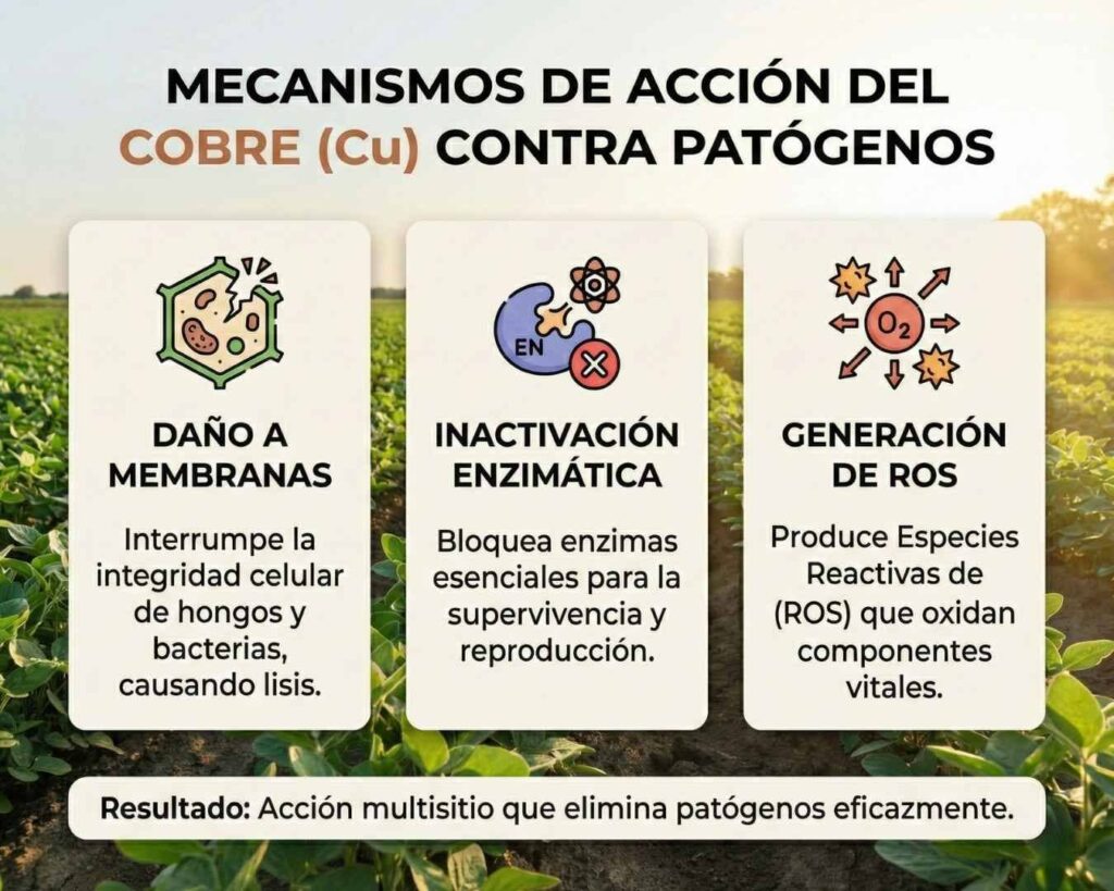 Esquema de los 3 mecanismos de acción del cobre en cultivos contra patógenos: lisis celular, bloqueo metabólico enzimático y oxidación interna por ROS.