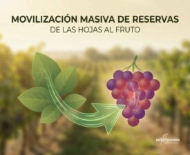 Ilustración del proceso de movilización de reservas (translocación), mostrando el flujo de azúcares desde las hojas (fuente) hacia los frutos de uva (sumidero) para aumentar los grados brix y el color.