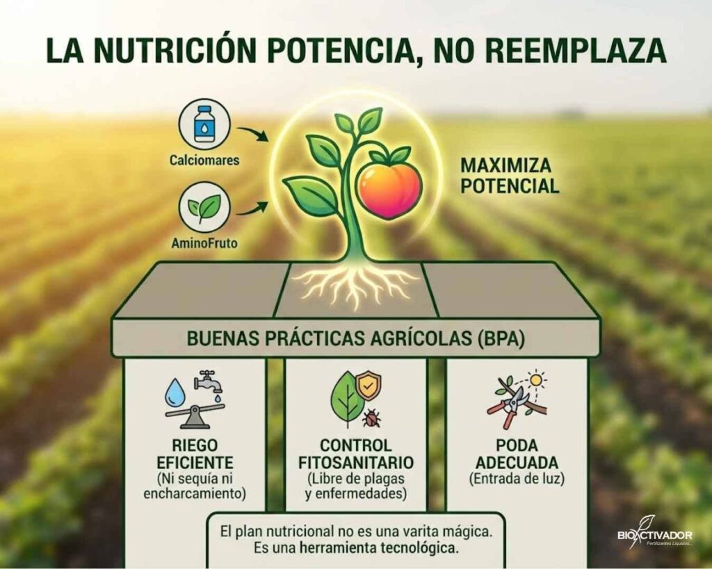 Jerarquía de producción agrícola: La nutrición (calcio, boro, aminoácidos) potencia el rendimiento solo si se cumple la base de Buenas Prácticas Agrícolas (riego, poda, sanidad).