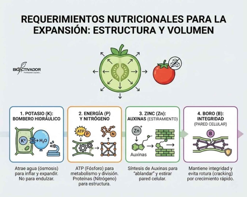 Infografía nutrición para expansión en desarrollo de fruto: Potasio (llenado hidráulico), Zinc (auxinas), Fósforo (energía ATP) y Boro (integridad de pared contra cracking).