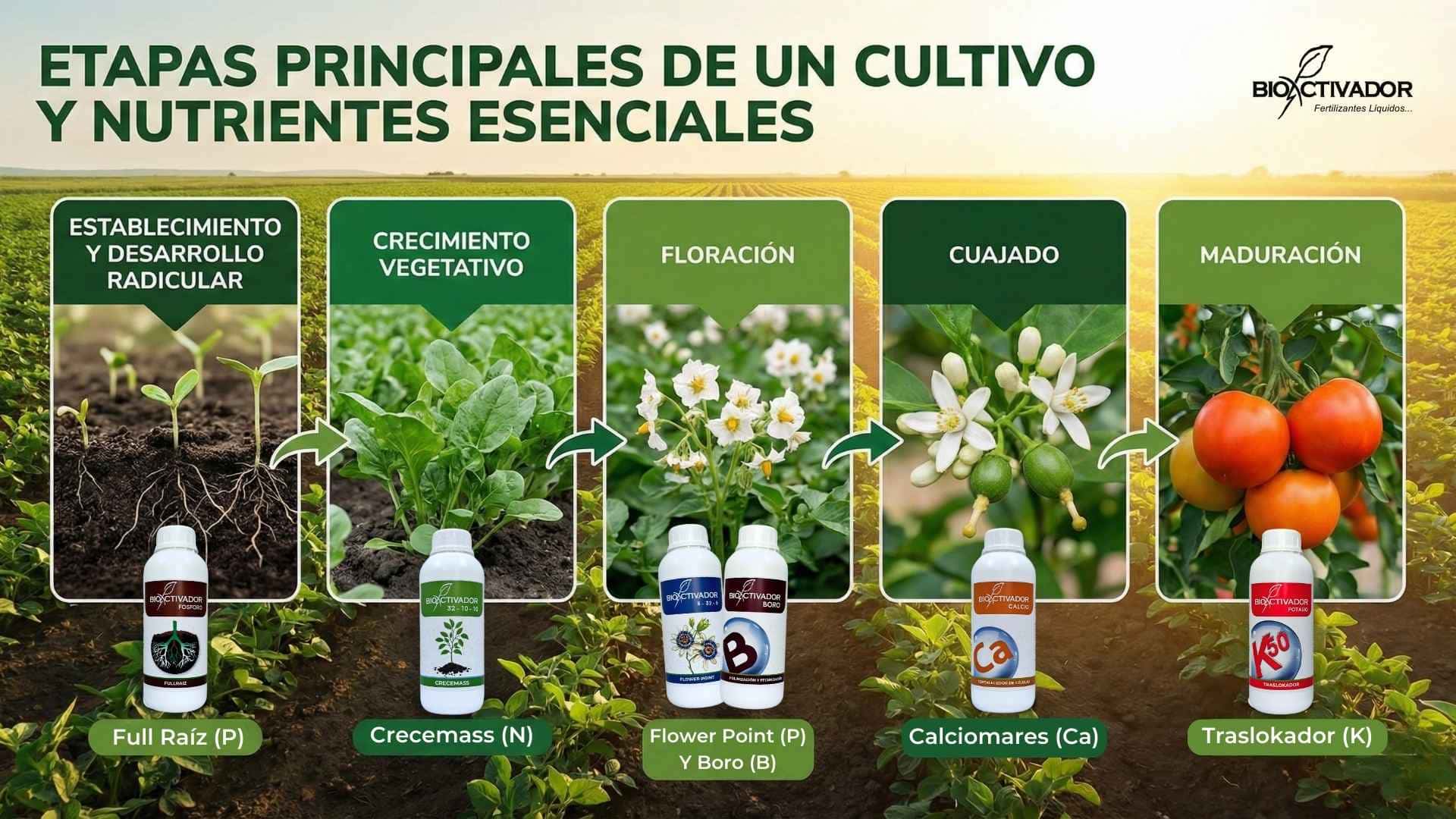 Infografía de los nutrientes esenciales por etapa de cultivo: Fósforo para raíz, Nitrógeno para crecimiento, Boro para floración, Calcio para cuajado y Potasio para maduración.