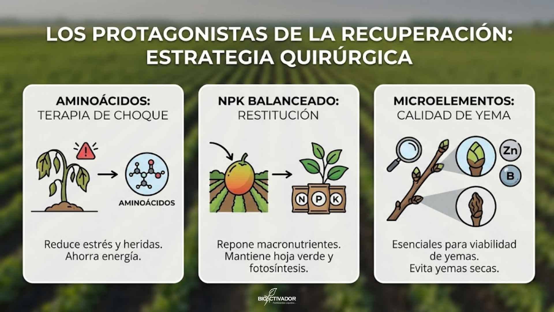 Infografía de estrategia nutricional post-cosecha: uso de aminoácidos para "terapia de choque" contra el estrés de recolección, restitución de NPK para recargar reservas y aporte de microelementos (Zinc/Boro) para asegurar la viabilidad de las yemas florales.