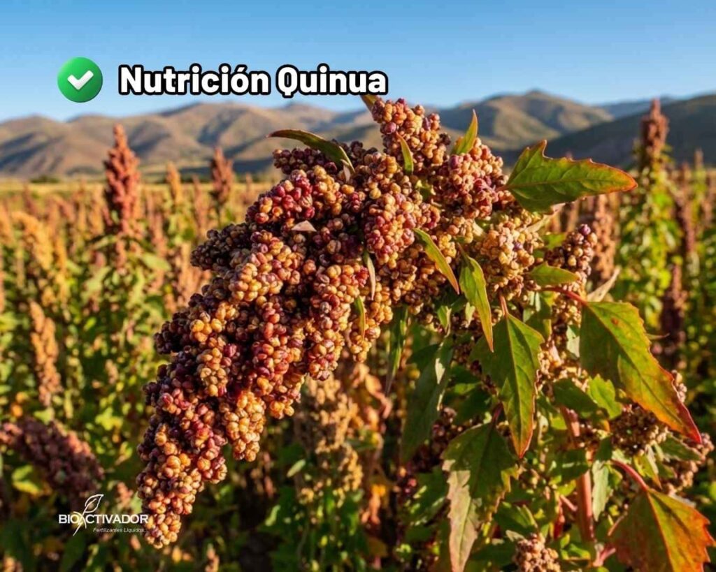 Primer plano de una panoja de quinua madura, densa y de color intenso en campo, resultado de una correcta fertilización para quinua para obtener una cosecha de alta calidad y grado de exportación.