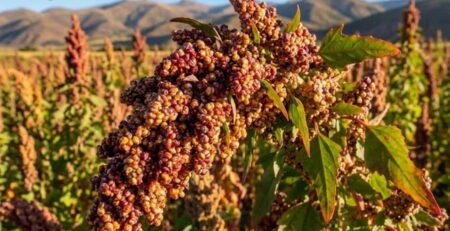Primer plano de una panoja de quinua madura, densa y de color intenso en campo, resultado de una correcta fertilización para quinua para obtener una cosecha de alta calidad y grado de exportación.
