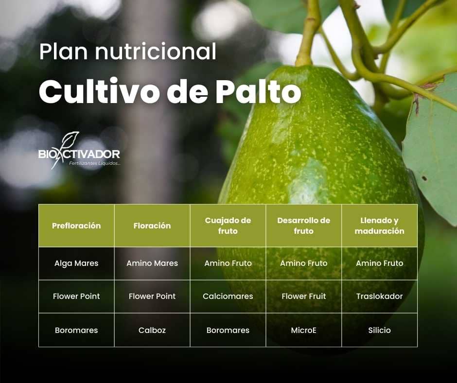 Tabla del Plan Nutricional completo para Palto (Aguacate) dividido por etapas fenológicas: productos recomendados para Prefloración, Floración, Cuajado, Desarrollo y Llenado de fruto.