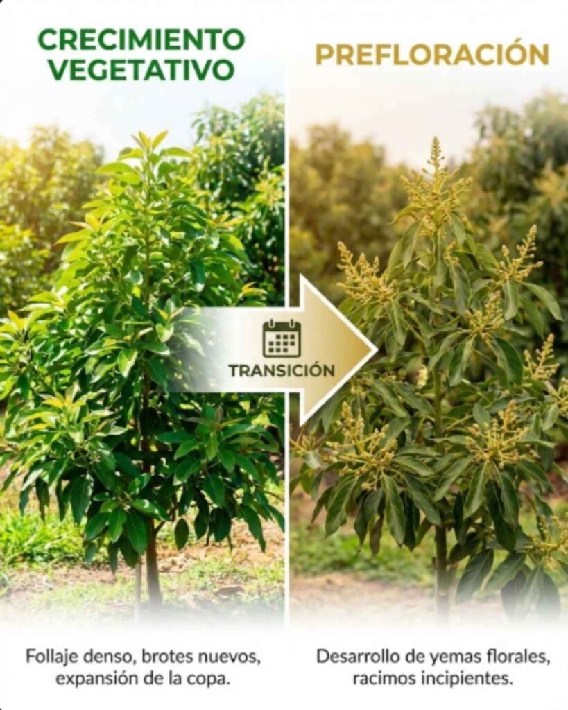 Comparativa visual de la transición fenológica en Palto (Aguacate): diferencia entre la etapa de Crecimiento Vegetativo (desarrollo de hojas) y la etapa de Pre-floración (diferenciación de yemas florales).