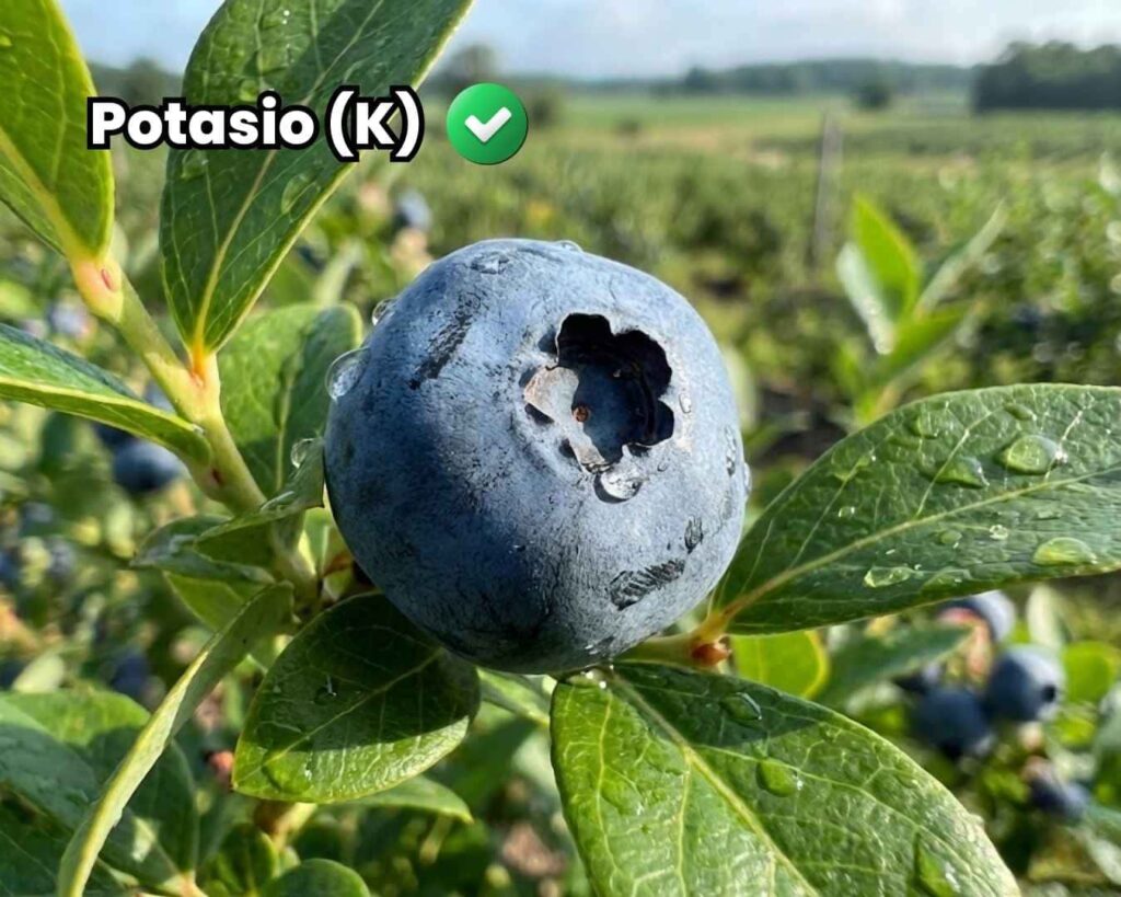 Primer plano de fruto de arándano maduro y turgente con etiqueta de Potasio (K), ilustrando el efecto del potasio en agricultura sobre el calibre, engorde y calidad final de la cosecha.