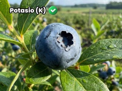 Primer plano de fruto de arándano maduro y turgente con etiqueta de Potasio (K), ilustrando el efecto del potasio en agricultura sobre el calibre, engorde y calidad final de la cosecha.