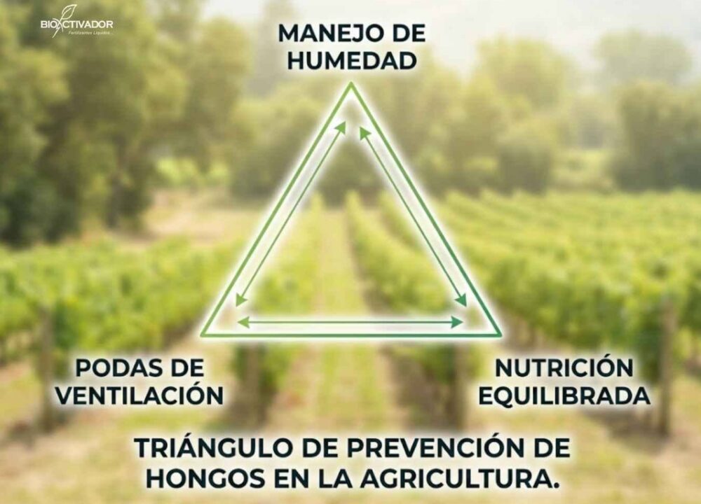 Infografía del Triángulo de Prevención de Hongos en agricultura: estrategias clave de Manejo de Humedad, Podas de Ventilación y Nutrición Equilibrada para evitar enfermedades.