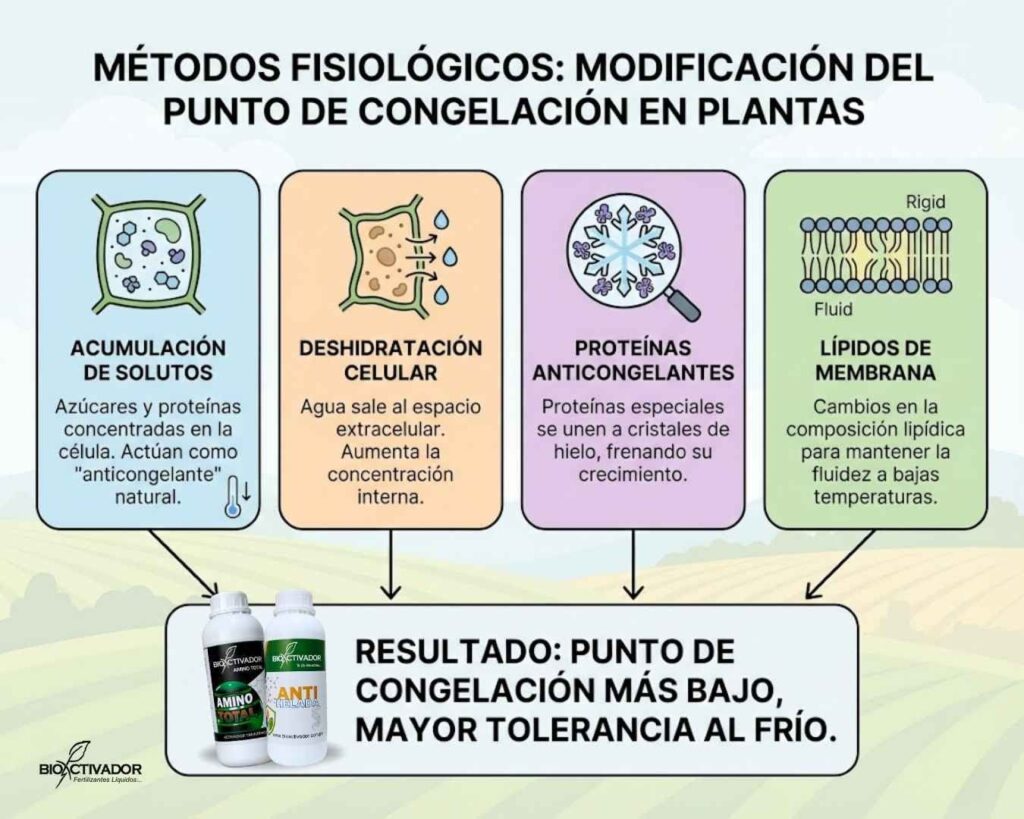 Infografía de métodos fisiológicos para resistencia a heladas: ilustración de cómo la acumulación de solutos, deshidratación celular y proteínas actúan como anticongelante natural en cultivos.