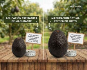 Comparación visual del calibre en Palto (Aguacate): A la izquierda, un fruto pequeño por aplicación prematura de madurante; a la derecha, un fruto de gran tamaño logrado con una maduración natural y nutrición potásica a tiempo.