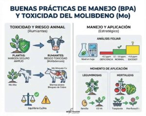 Riesgos de toxicidad por Molibdeno: Molibdenosis en rumiantes (antagonismo Cobre-Molibdeno), rangos de análisis foliar y momento de aplicación en leguminosas y hortalizas.