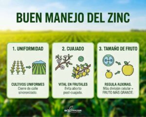Beneficios del zinc en agricultura: mayor uniformidad de cultivo, mejor cuajado en frutales y aumento del tamaño de fruto por división celular.