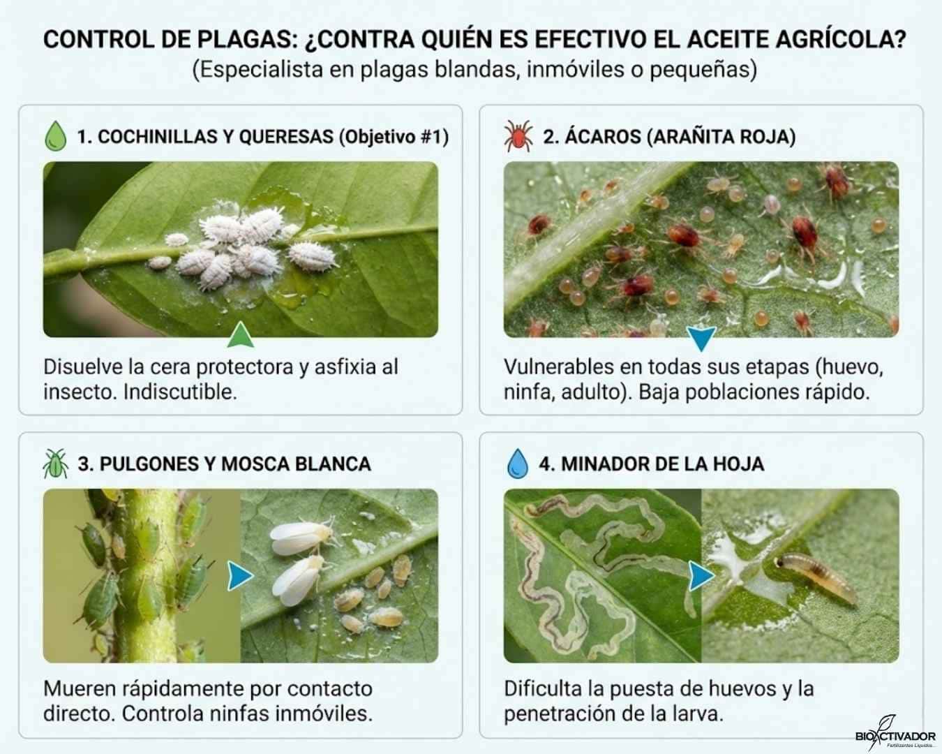 Infografía de plagas controladas por aceite agrícola: Cochinillas, Queresas, Ácaros (Arañita Roja), Pulgones, Mosca Blanca y Minador de la Hoja. Muestra el efecto por asfixia y contacto.