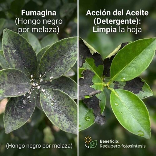 Comparación visual: Hojas cubiertas de Fumagina (hongo negro por melaza) vs Hojas limpias tras aplicar Aceite Agrícola. Muestra el efecto detergente que recupera la fotosíntesis.