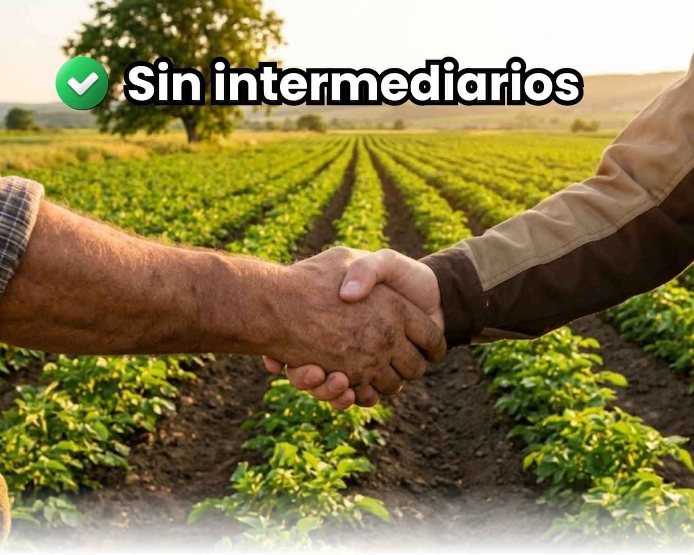 Primer plano de apretón de manos entre agricultor y representante de fábrica sobre un campo de cultivo verde. Simboliza la compra directa "Sin Intermediarios" y el comercio justo de foliares.