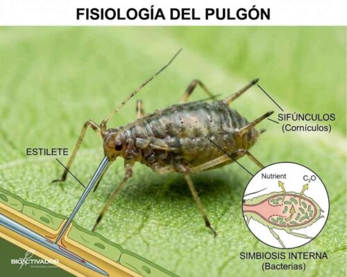 Infografía de la fisiología y anatomía del pulgón (áfido). Muestra el estilete penetrando el tejido vegetal, los sifúnculos y el área de simbiosis bacteriana interna.