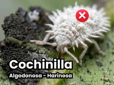Primer plano macro de un dedo señalando una infestación severa de cochinilla algodonosa (chanchito blanco) cubriendo el tallo y hoja de una planta. Imagen de portada de la guía de control.