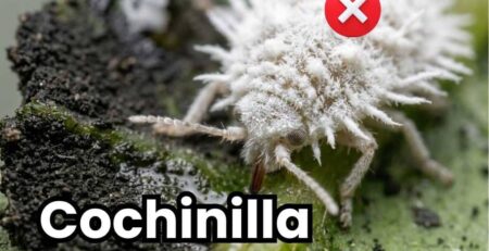 Primer plano macro de un dedo señalando una infestación severa de cochinilla algodonosa (chanchito blanco) cubriendo el tallo y hoja de una planta. Imagen de portada de la guía de control.