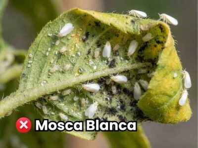 Hoja de cultivo severamente infestada por plaga de mosca blanca (adultos y ninfas) con daño visible de hongo fumagina negra. Imagen de portada de la guía de control y erradicación.