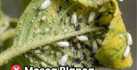 Hoja de cultivo severamente infestada por plaga de mosca blanca (adultos y ninfas) con daño visible de hongo fumagina negra. Imagen de portada de la guía de control y erradicación.