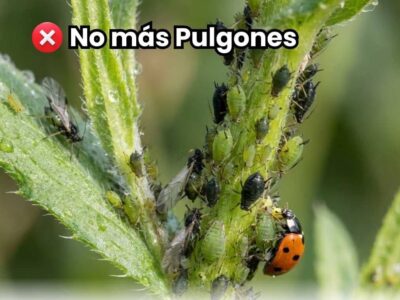 Tallo infestado por plaga de pulgones (áfidos) con una mariquita depredadora. Portada de la guía definitiva sobre cómo eliminar pulgones en cultivos.