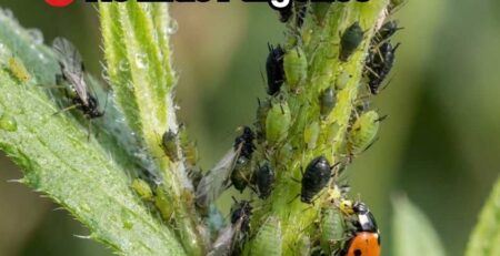 Tallo infestado por plaga de pulgones (áfidos) con una mariquita depredadora. Portada de la guía definitiva sobre cómo eliminar pulgones en cultivos.