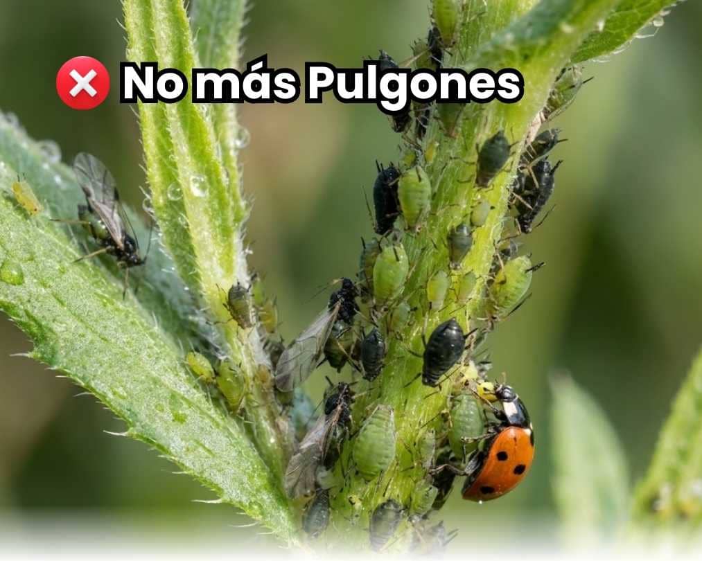 Tallo infestado por plaga de pulgones (áfidos) con una mariquita depredadora. Portada de la guía definitiva sobre cómo eliminar pulgones en cultivos.