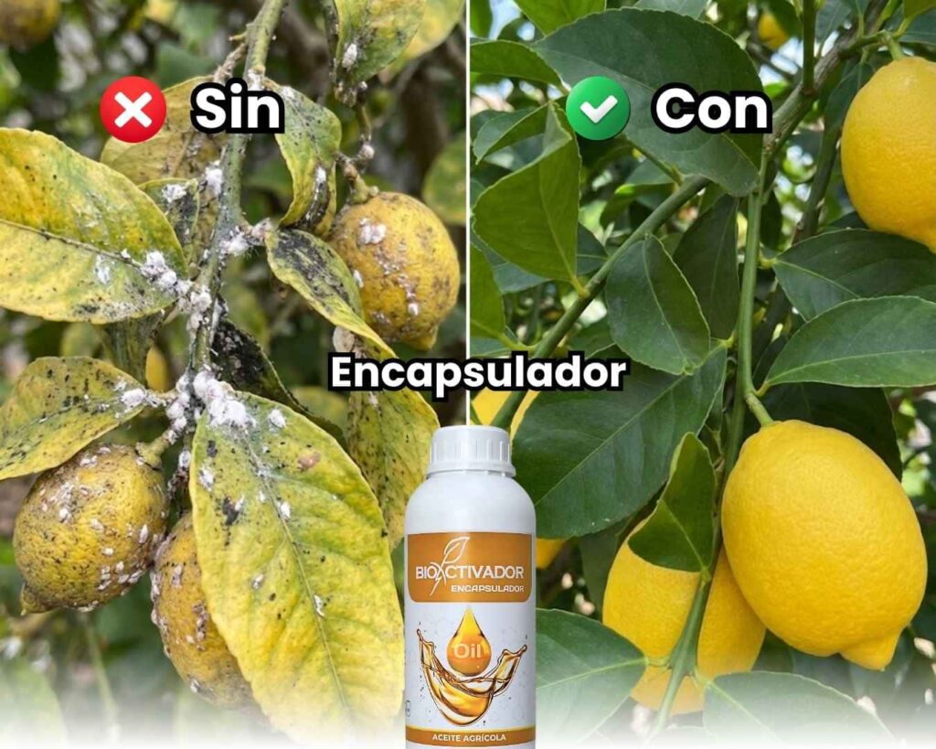 Comparación visual en cultivo de limón: Izquierda infectado con cochinilla y fumagina (Sin Aceite); Derecha limpio, sano y brillante (Con Aceite Agrícola Encapsulador).