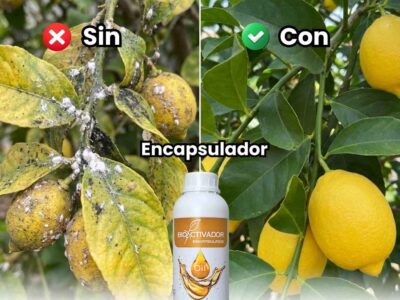 Comparación visual en cultivo de limón: Izquierda infectado con cochinilla y fumagina (Sin Aceite); Derecha limpio, sano y brillante (Con Aceite Agrícola Encapsulador).
