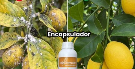 Comparación visual en cultivo de limón: Izquierda infectado con cochinilla y fumagina (Sin Aceite); Derecha limpio, sano y brillante (Con Aceite Agrícola Encapsulador).
