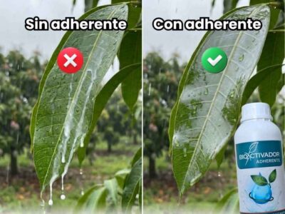 Comparación de hoja de cultivo agrícola: líquido escurriendo sin adherente (izquierda) vs. cobertura uniforme usando el adherente agricola Bioactivador (derecha).