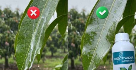 Comparación de hoja de cultivo agrícola: líquido escurriendo sin adherente (izquierda) vs. cobertura uniforme usando el adherente agricola Bioactivador (derecha).
